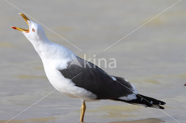 Lesser Black-backed Gull (Larus fuscus)