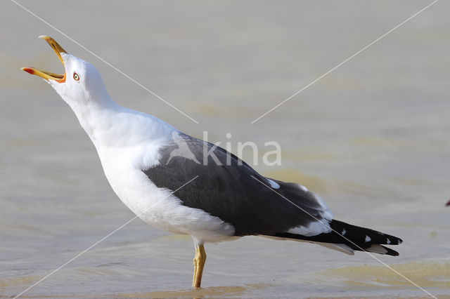 Lesser Black-backed Gull (Larus fuscus)