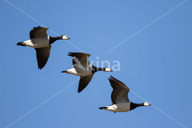 Brandgans (Branta leucopsis)