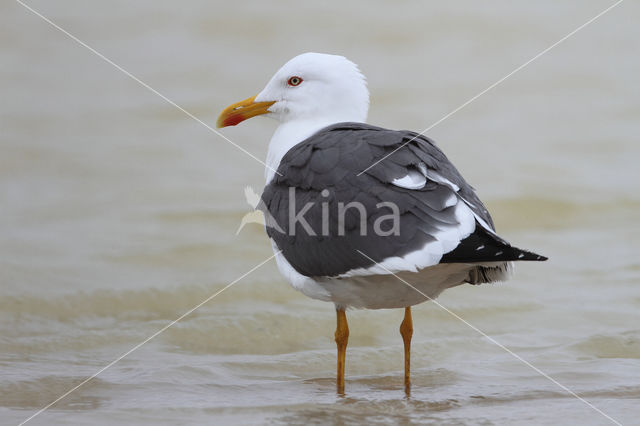 Lesser Black-backed Gull (Larus fuscus)