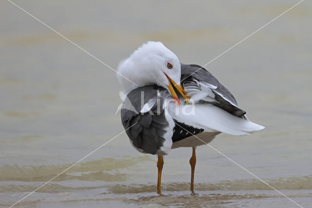 Lesser Black-backed Gull (Larus fuscus)