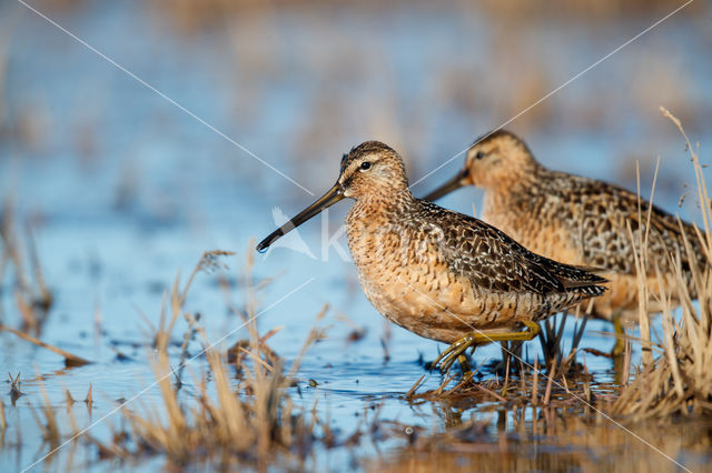 Grote Grijze Snip (Limnodromus scolopaceus)