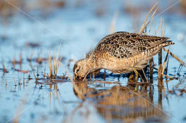 Grote Grijze Snip (Limnodromus scolopaceus)