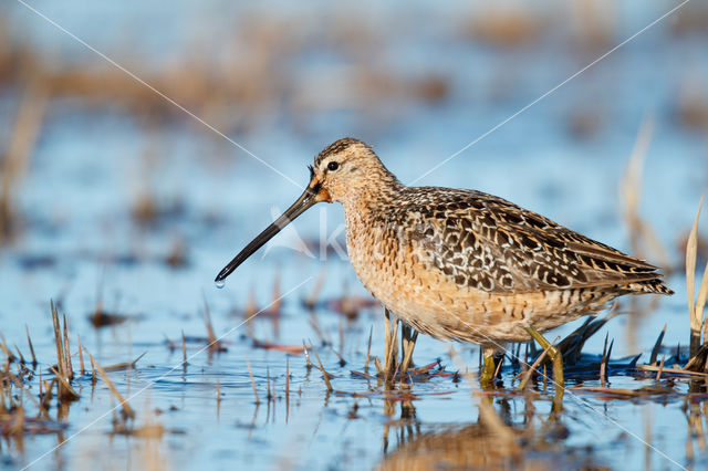 Grote Grijze Snip (Limnodromus scolopaceus)