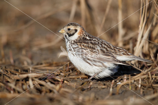 Lapland Bunting (Calcarius lapponicus)