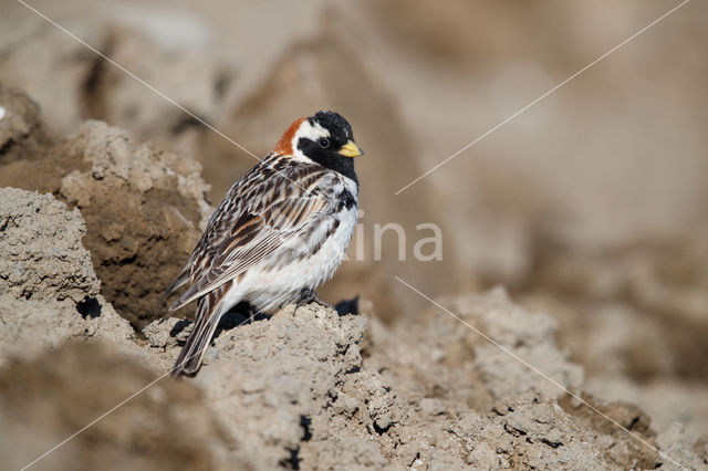 Lapland Bunting (Calcarius lapponicus)