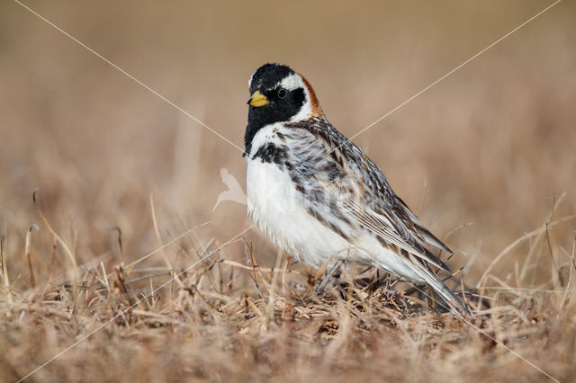 Lapland Bunting (Calcarius lapponicus)