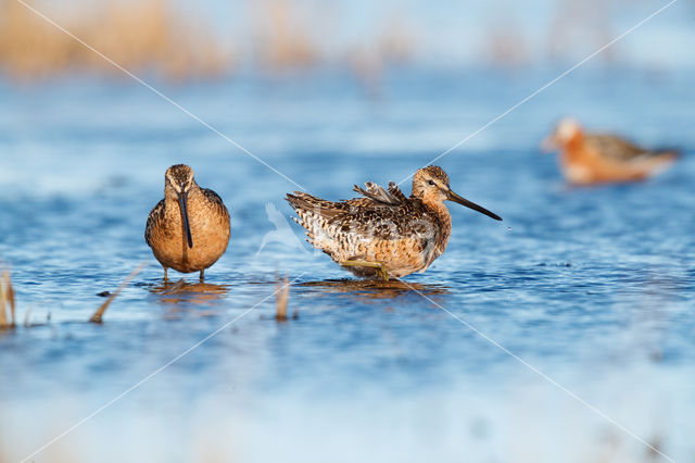 Grote Grijze Snip (Limnodromus scolopaceus)