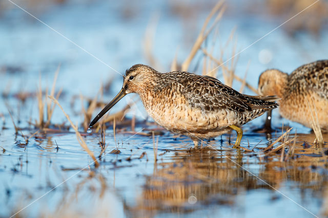 Grote Grijze Snip (Limnodromus scolopaceus)