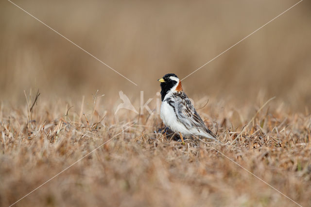 Lapland Bunting (Calcarius lapponicus)