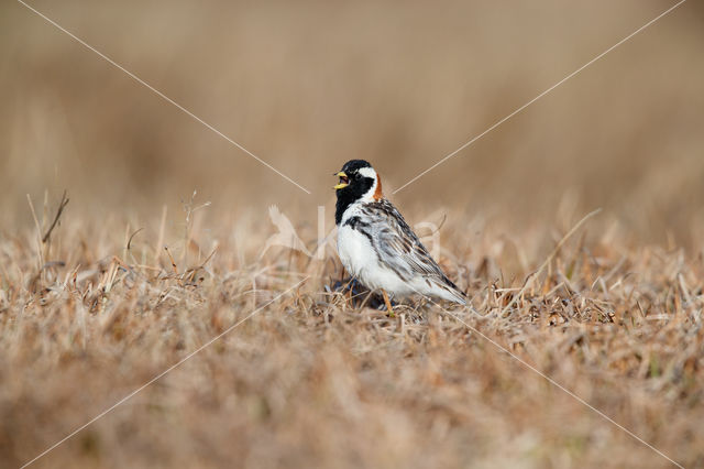 Lapland Bunting (Calcarius lapponicus)