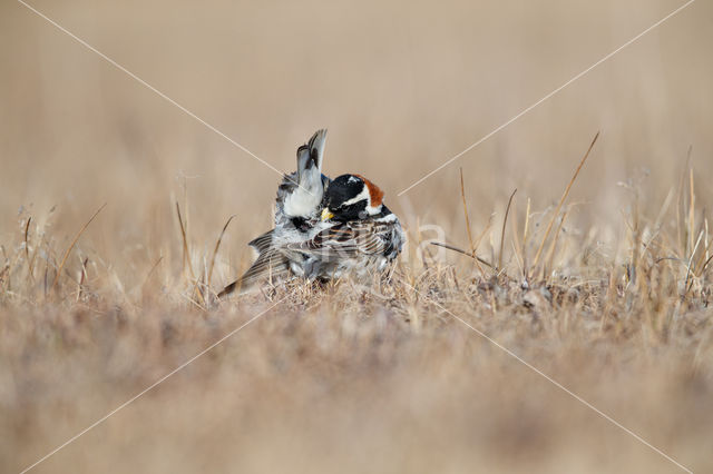 Lapland Bunting (Calcarius lapponicus)