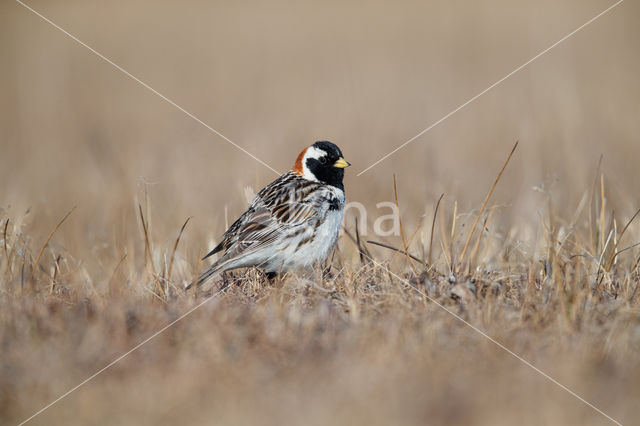 Lapland Bunting (Calcarius lapponicus)