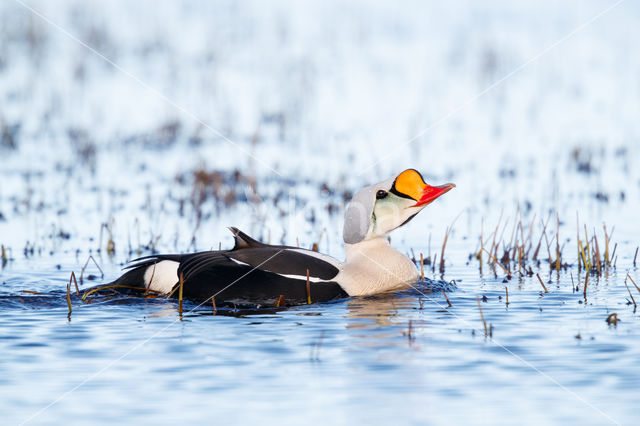 King Eider (Somateria spectabilis)