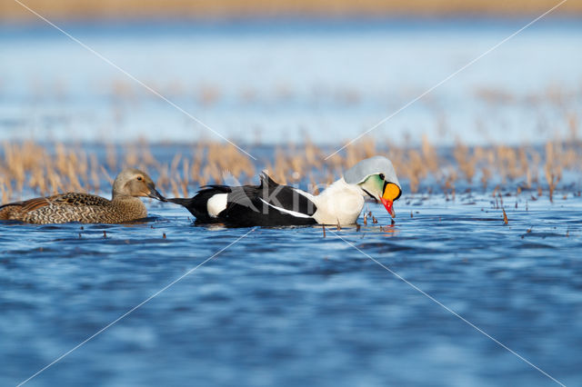 King Eider (Somateria spectabilis)