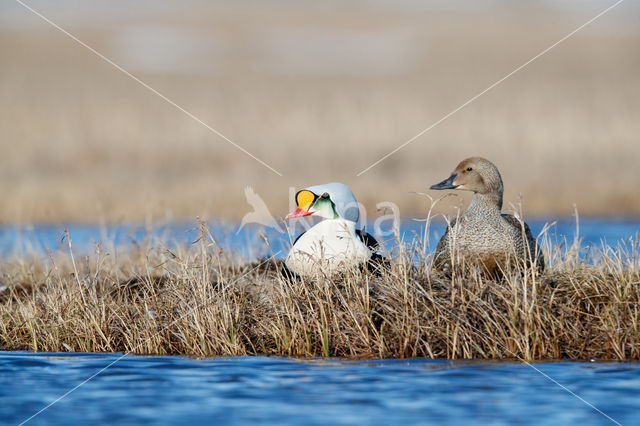 King Eider (Somateria spectabilis)