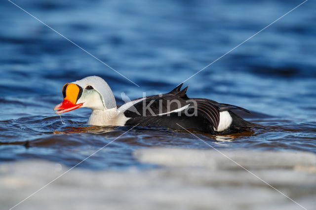 King Eider (Somateria spectabilis)