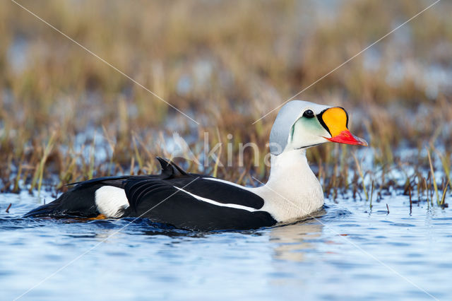 King Eider (Somateria spectabilis)