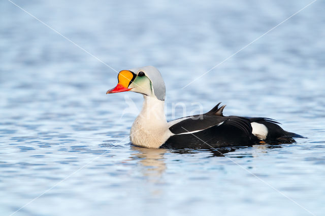 King Eider (Somateria spectabilis)