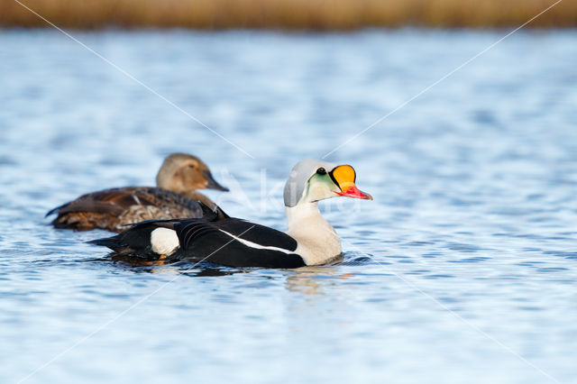 King Eider (Somateria spectabilis)