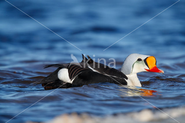 King Eider (Somateria spectabilis)