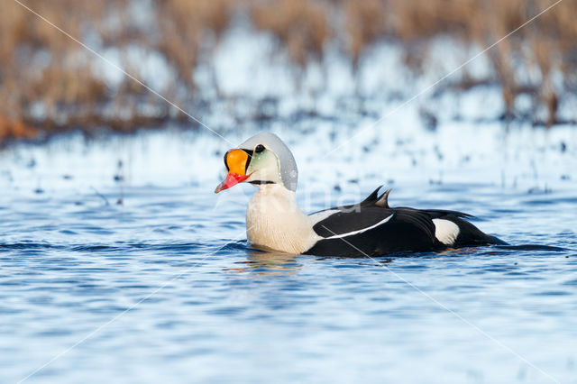 King Eider (Somateria spectabilis)