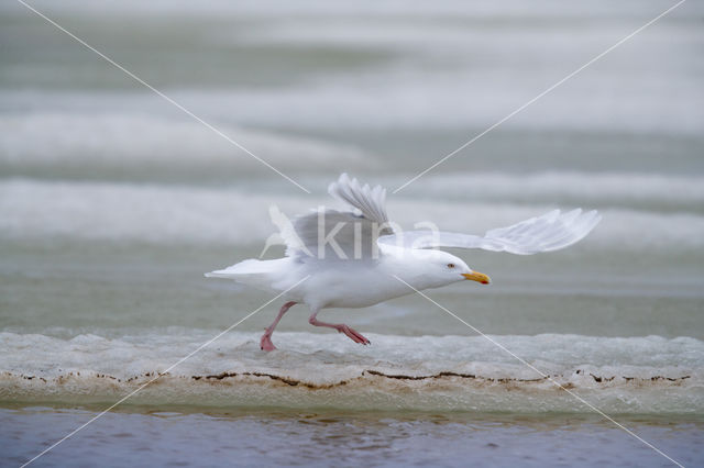 Glaucous Gull (Larus hyperboreus)