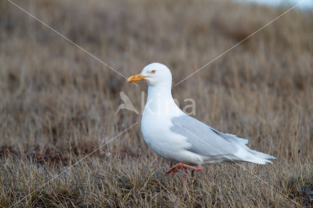 Glaucous Gull (Larus hyperboreus)