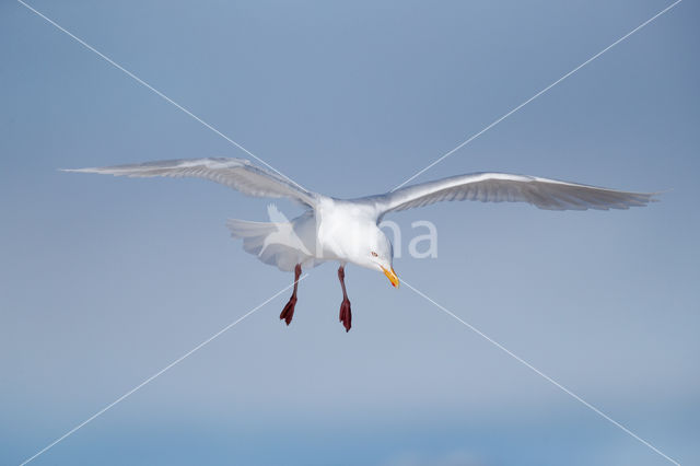 Glaucous Gull (Larus hyperboreus)