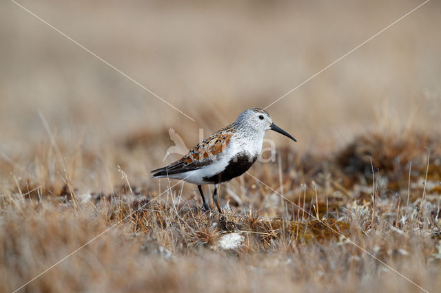 Bonte Strandloper (Calidris alpina)