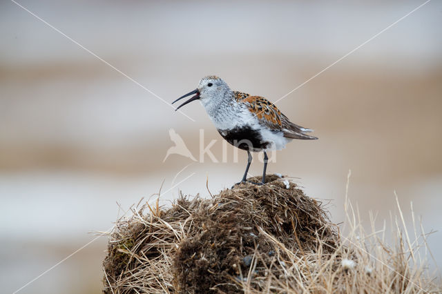 Dunlin (Calidris alpina)