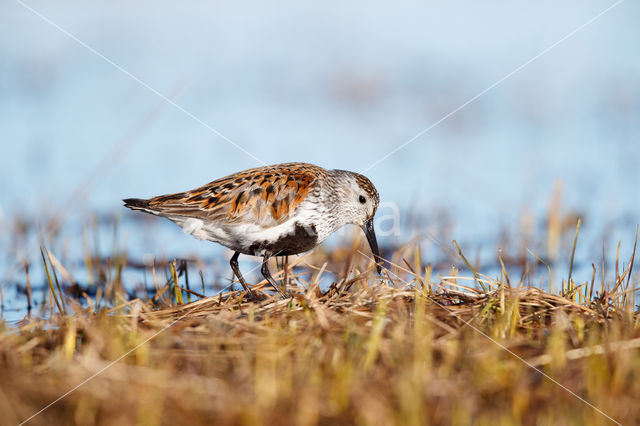 Bonte Strandloper (Calidris alpina)