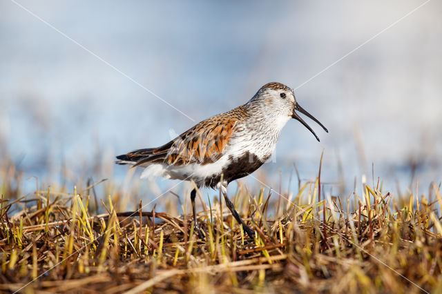 Bonte Strandloper (Calidris alpina)