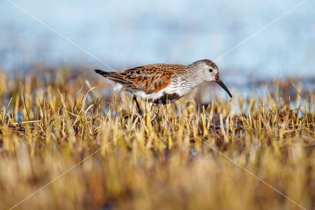 Dunlin (Calidris alpina)