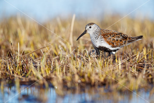 Bonte Strandloper (Calidris alpina)