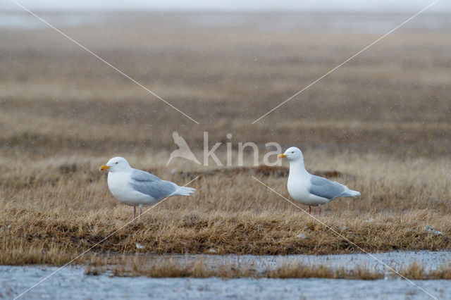 Grote Burgemeester (Larus hyperboreus)