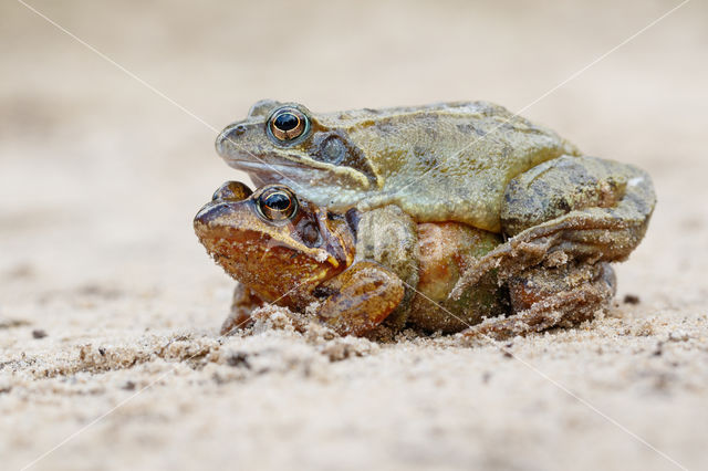 Bruine kikker (Rana temporaria)