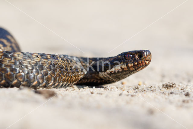 Common Viper (Vipera berus)