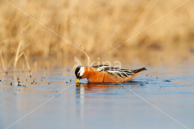 Rosse Franjepoot (Phalaropus fulicarius)