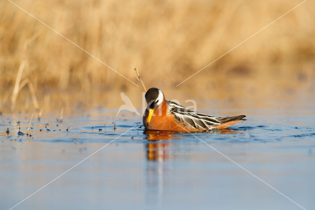 Rosse Franjepoot (Phalaropus fulicarius)