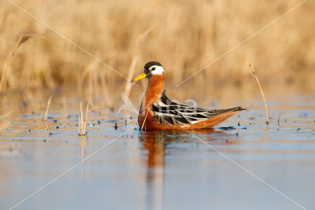 Rosse Franjepoot (Phalaropus fulicarius)