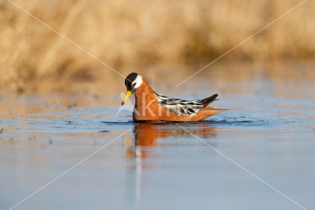 Rosse Franjepoot (Phalaropus fulicarius)