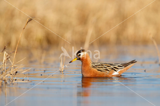 Rosse Franjepoot (Phalaropus fulicarius)