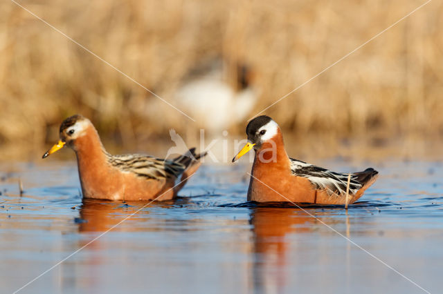 Rosse Franjepoot (Phalaropus fulicarius)