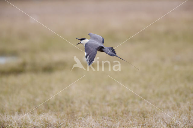 Long-tailed Jaeger (Stercorarius longicaudus)