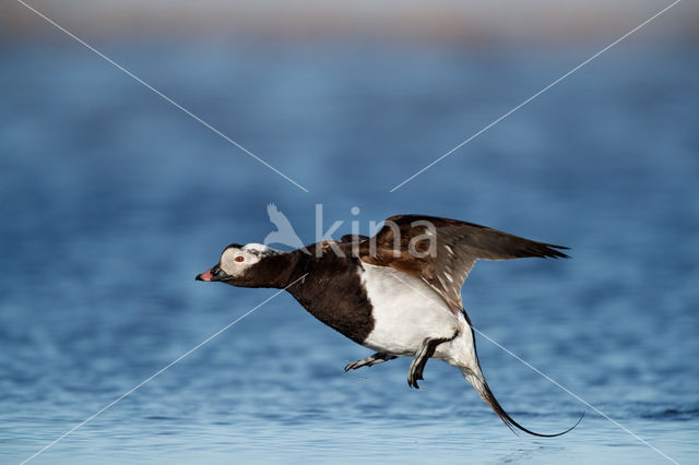 IJseend (Clangula hyemalis)