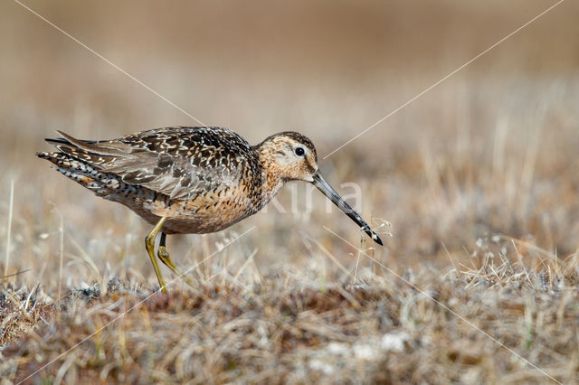 Grote Grijze Snip (Limnodromus scolopaceus)