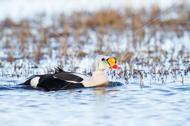 King Eider (Somateria spectabilis)