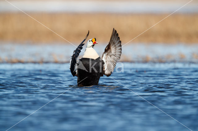 King Eider (Somateria spectabilis)