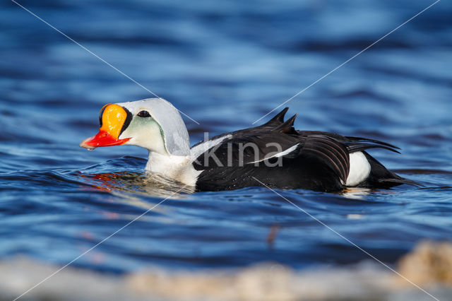 King Eider (Somateria spectabilis)